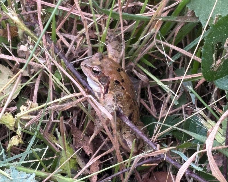 La Grenouille Rousse